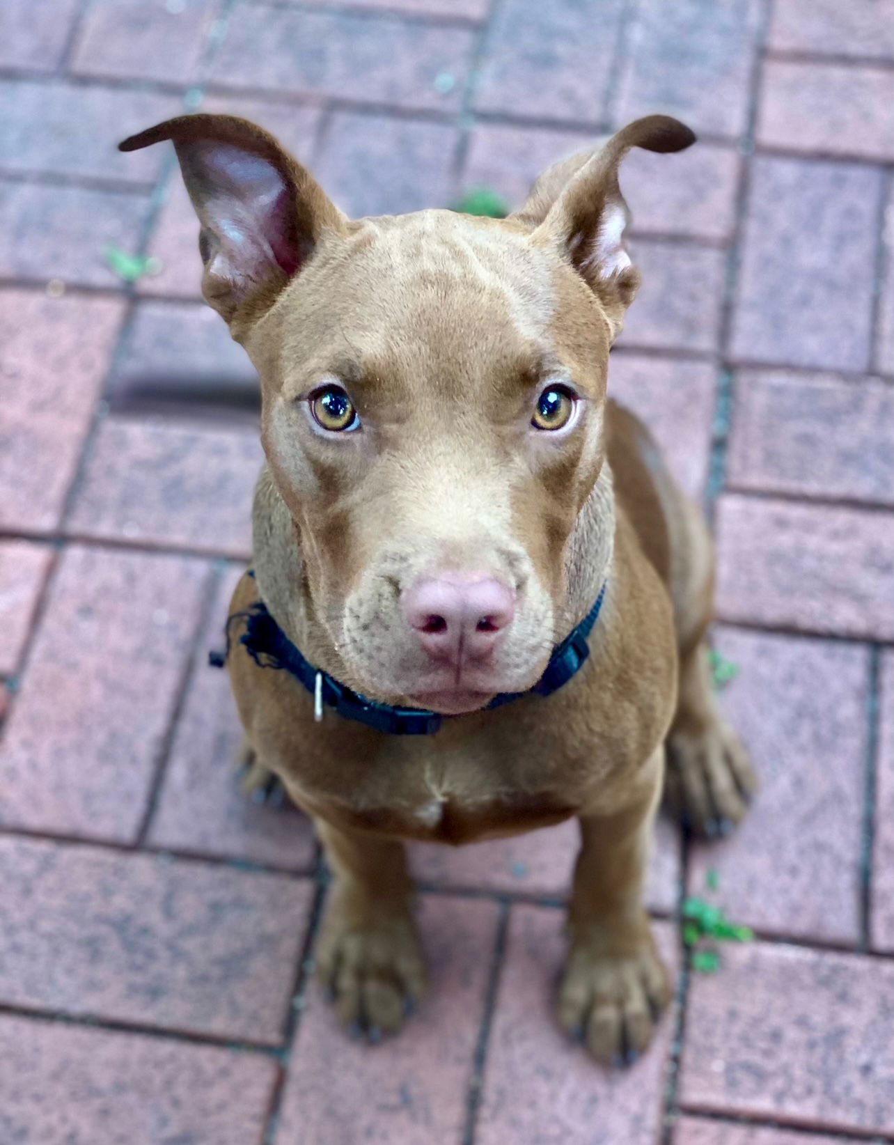 adoptable Dog in Arlington, VA named Squirrel