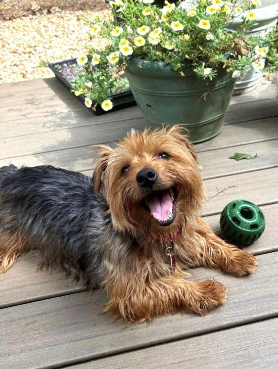 adoptable Dog in Arlington, VA named Carter