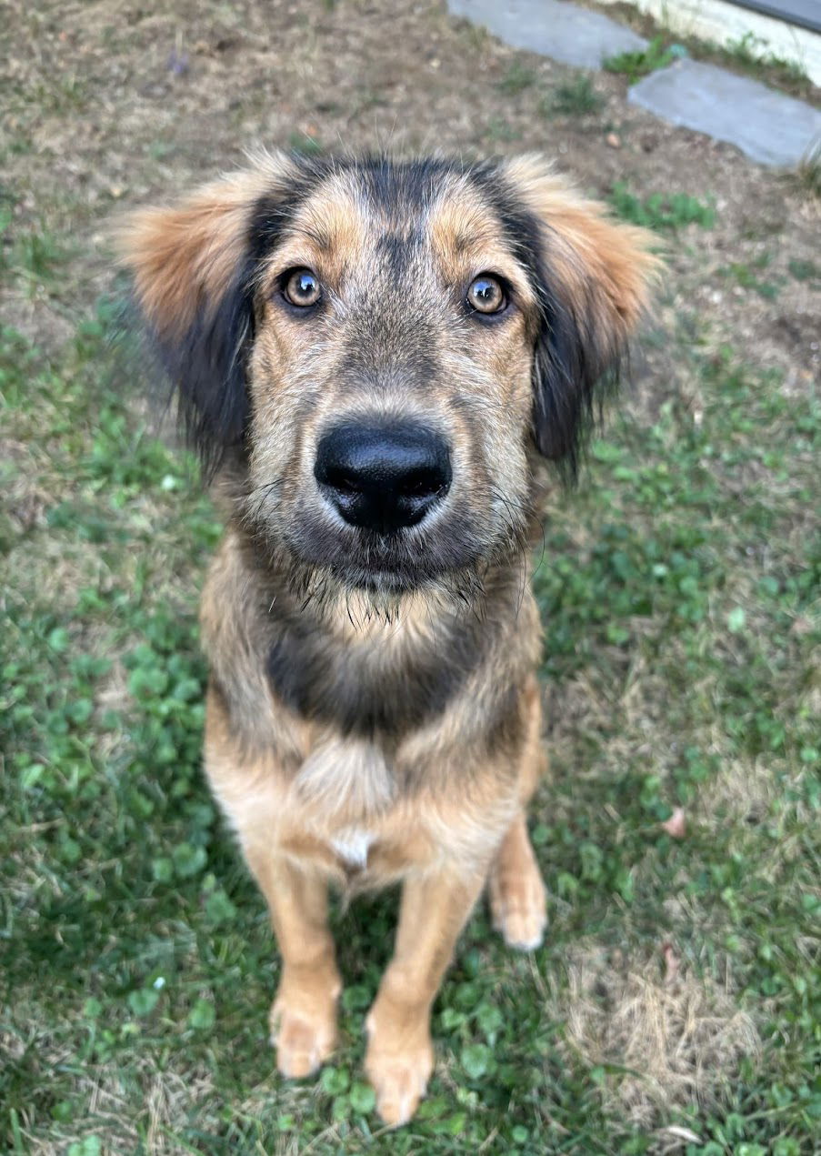 adoptable Dog in Arlington, VA named Meda