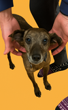 adoptable Dog in arlington, VA named Scout