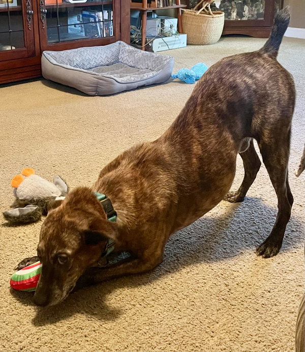 Scout