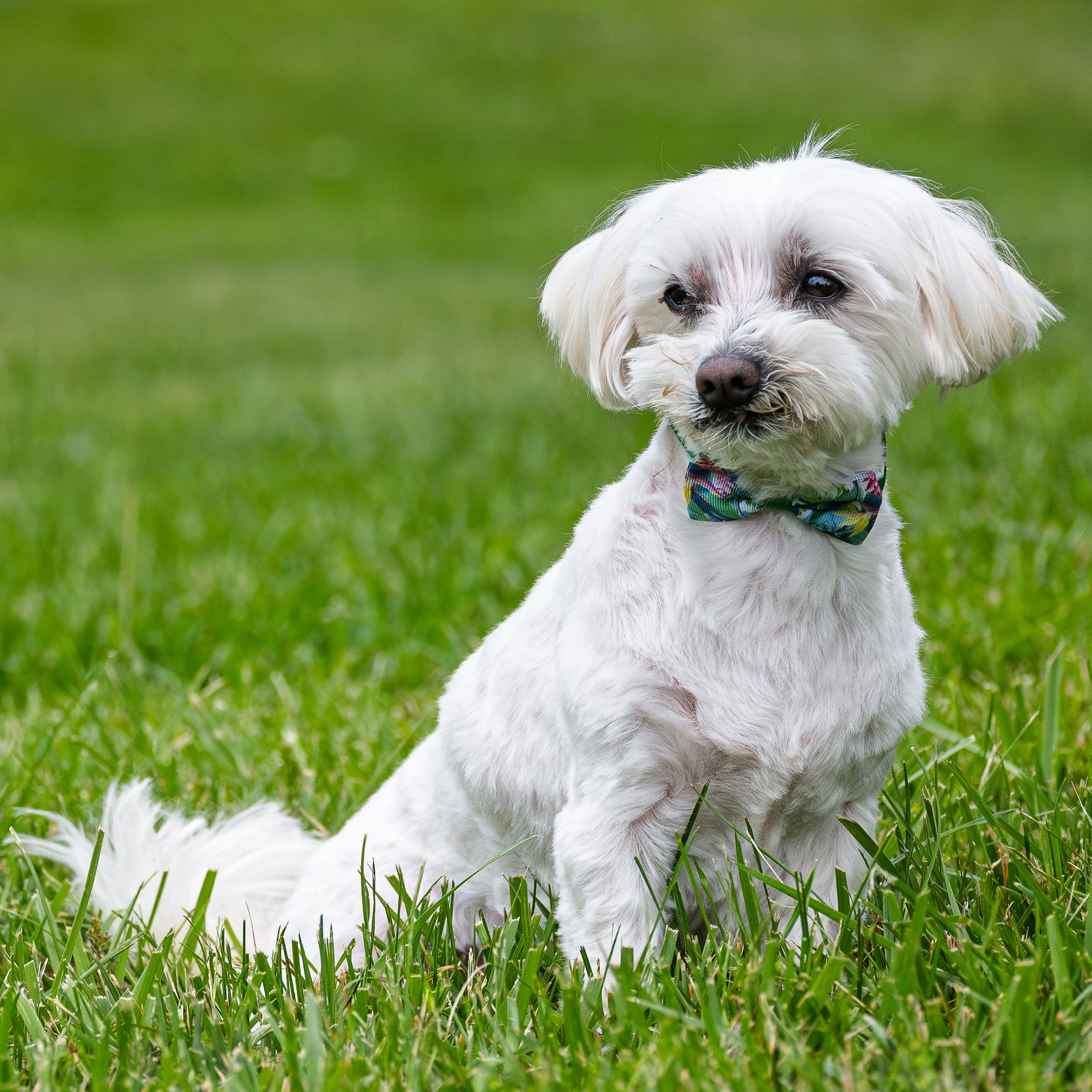adoptable Dog in Arlington, VA named Charlie - ADOPTED!!