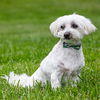 adoptable Dog in arlington, VA named Charlie - ADOPTED!!