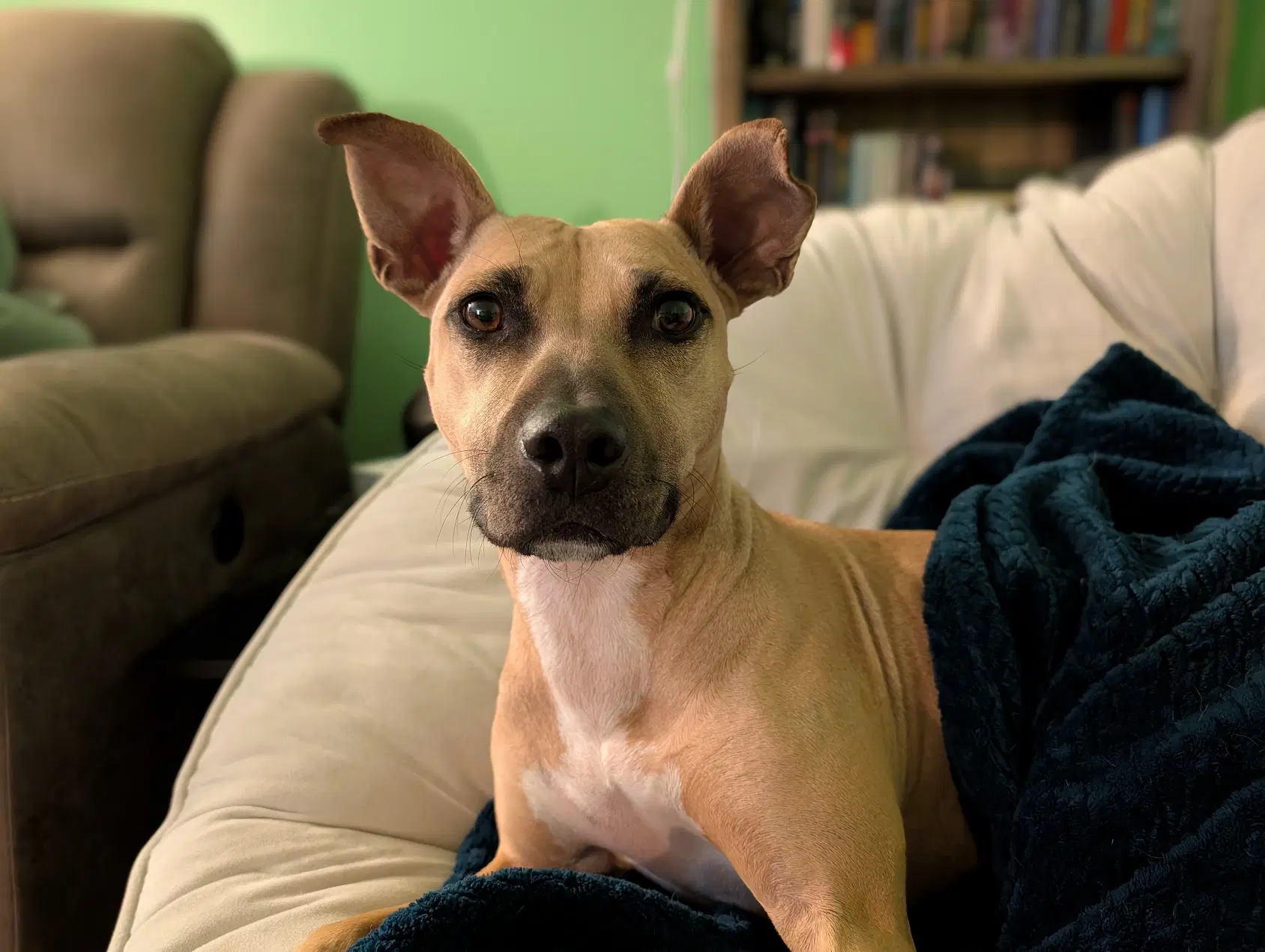 Polly - American Staffordshire Terrier