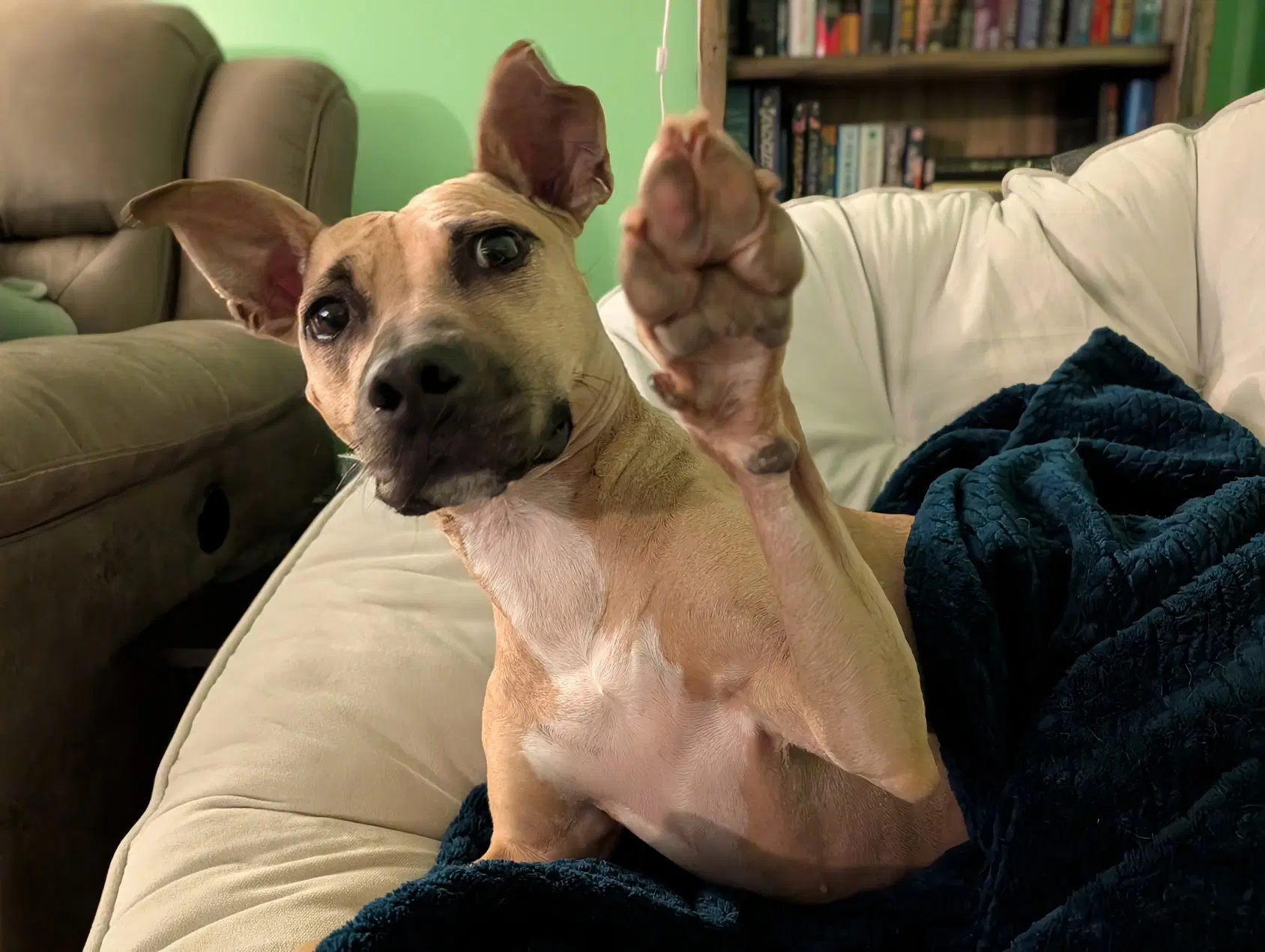 Polly image 2