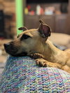 Polly - Photo 12