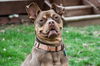 adoptable Dog in  named Twix
