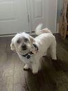 adoptable Dog in arlington, VA named Clyde