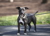adoptable Dog in  named Amelia