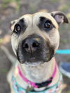 adoptable Dog in  named Paloma - ADOPTED!!!