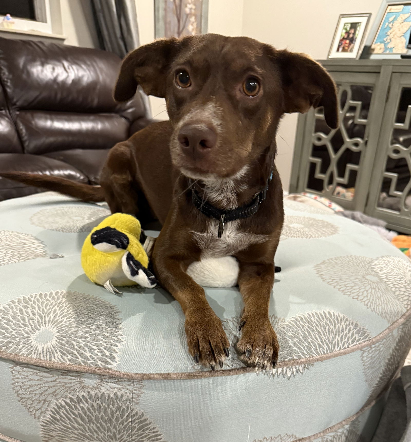adoptable Dog in Arlington, VA named Morgan