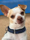 adoptable Dog in arlington, VA named Gage