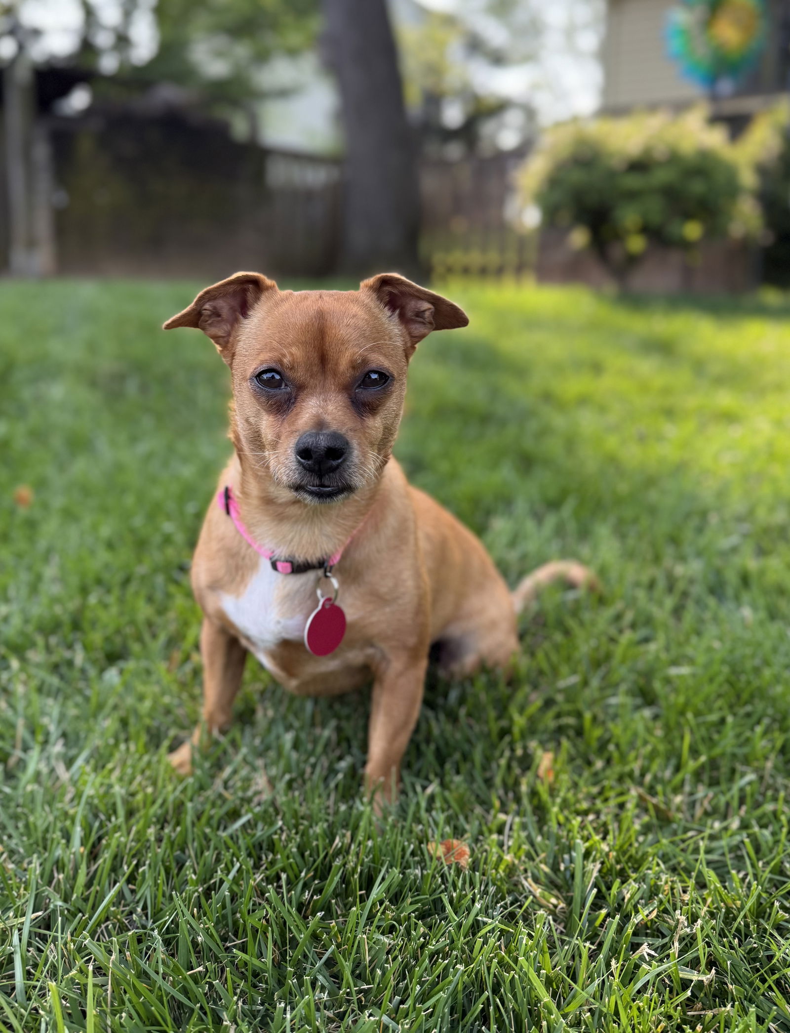 adoptable Dog in Arlington, VA named Nya