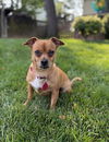 adoptable Dog in , VA named Nya