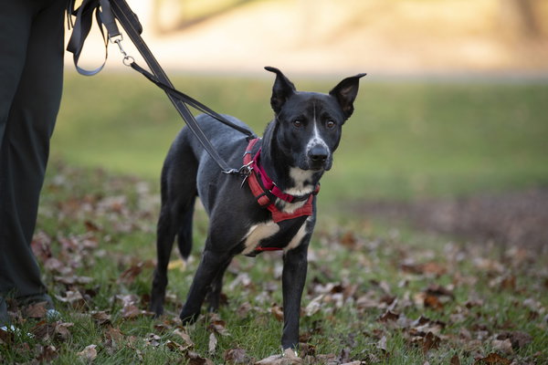 Tommy - ADOPTION PENDING!!!