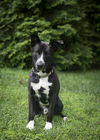 adoptable Dog in  named Tommy