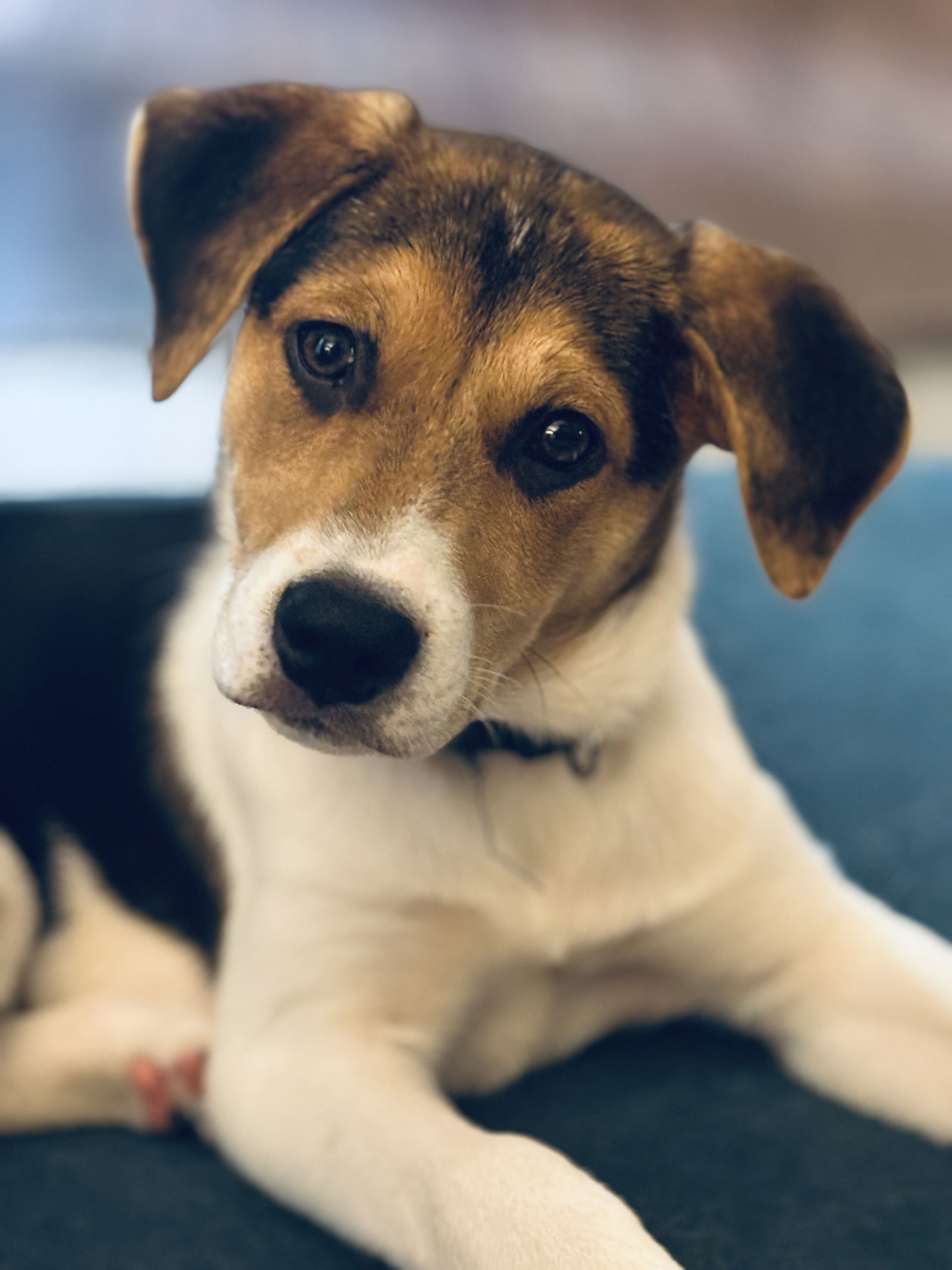 adoptable Dog in Arlington, VA named Poppy - ADOPTION PENDING!