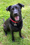 adoptable Dog in arlington, VA named Diesel