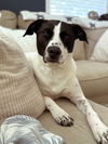 adoptable Dog in  named Luna