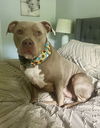 adoptable Dog in  named Marley