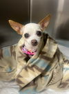 adoptable Dog in  named Cricket