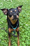 adoptable Dog in arlington, VA named Pumpkin