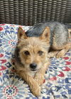 adoptable Dog in , VA named Sweet Pea