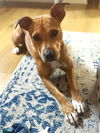 adoptable Dog in  named Dory