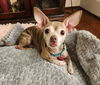 adoptable Dog in  named Little Bit