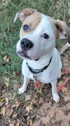 Buster - Photo 2