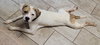 Buster - Photo 10