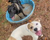 Buster - Photo 6