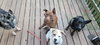 Buster - Photo 7