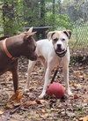 Buster - Photo 12
