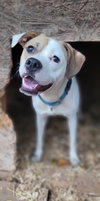 Buster - Photo 1