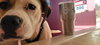 Buster - Photo 13