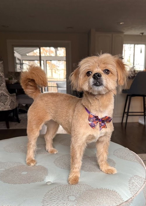 picture of the dog needing adoption