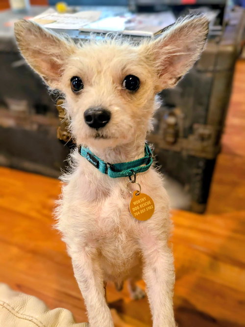picture of the dog needing adoption
