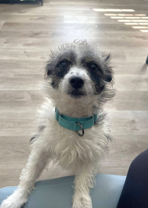 picture of the dog needing adoption
