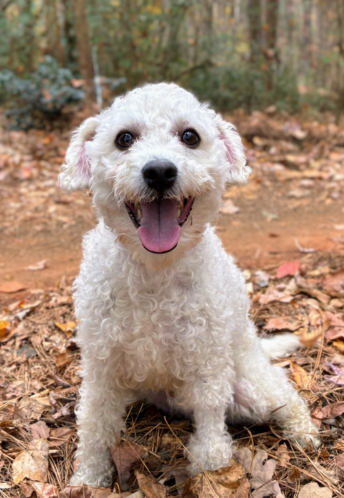 picture of the dog needing adoption