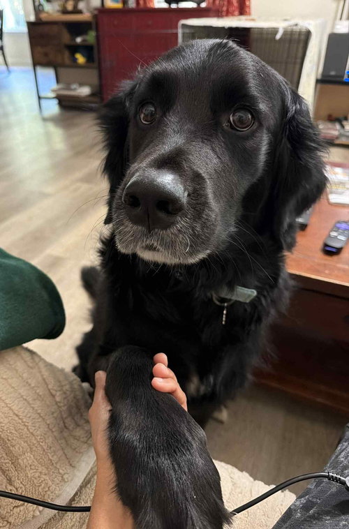 picture of the dog needing adoption