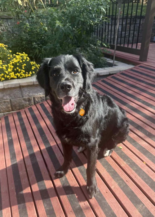 Photo of Bumi (foster to adopt)