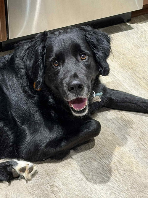 Photo of Bumi (foster to adopt)