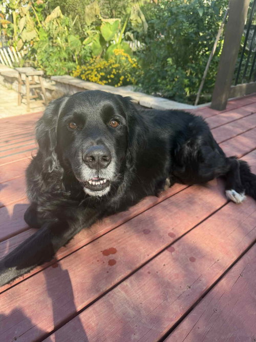 Photo of Bumi (foster to adopt)