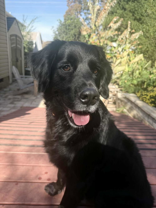Photo of Bumi (foster to adopt)