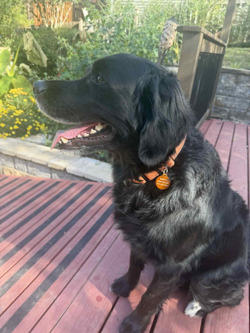 Photo of Bumi (foster to adopt)