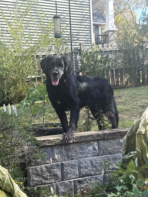 Photo of Bumi (foster to adopt)