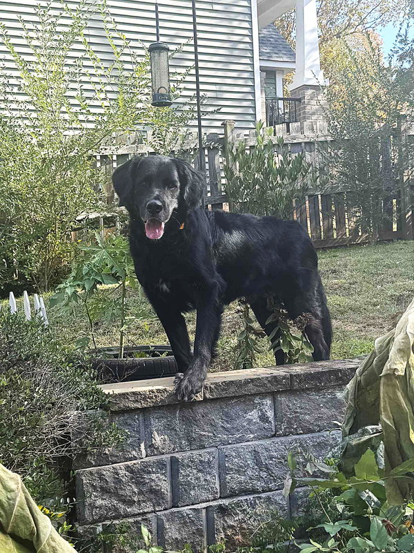 Bumi (foster to adopt)