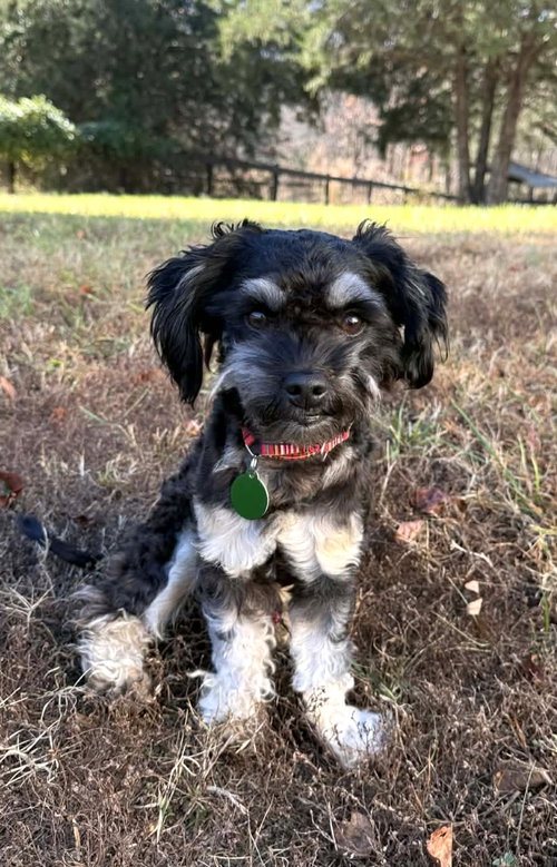picture of the dog needing adoption