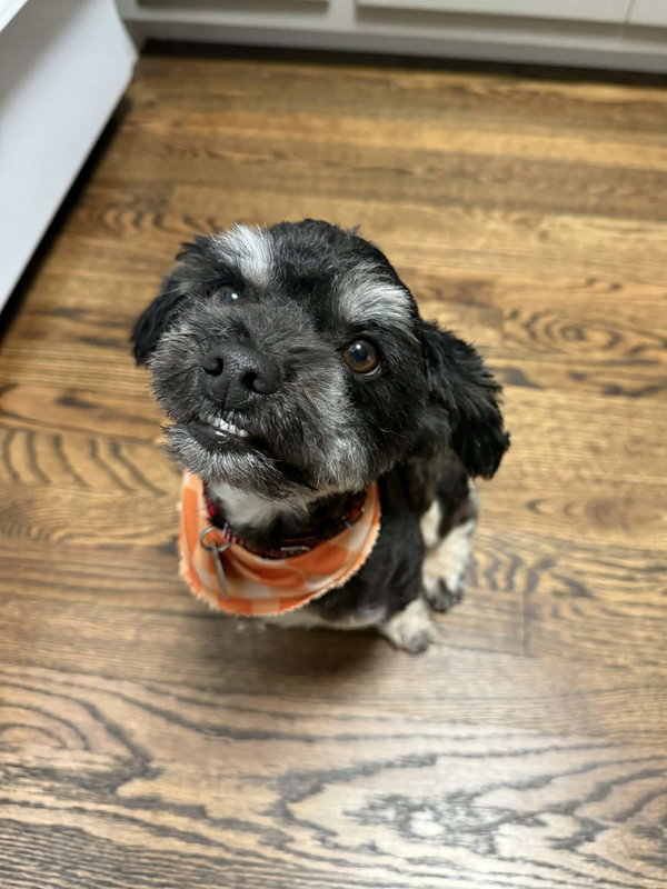 Sully - NO LONGER ACCEPTING APPLICATIONS!